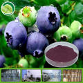 100% natural blueberry juice powder manufacturers with GMP factory